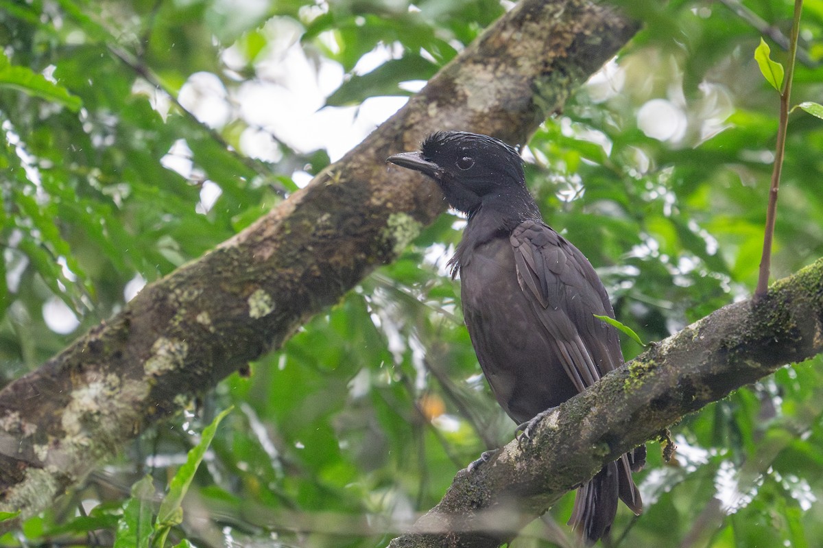 Bare-necked Umbrellabird - ML623410620