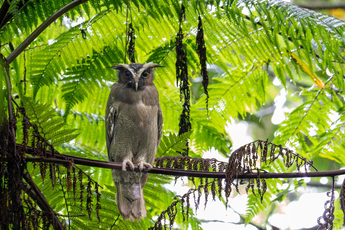 Crested Owl - Bruce Miller