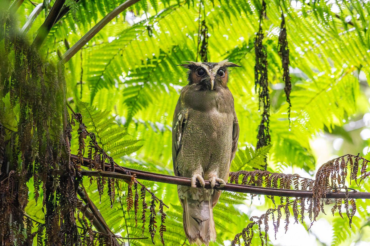 Crested Owl - ML623410626