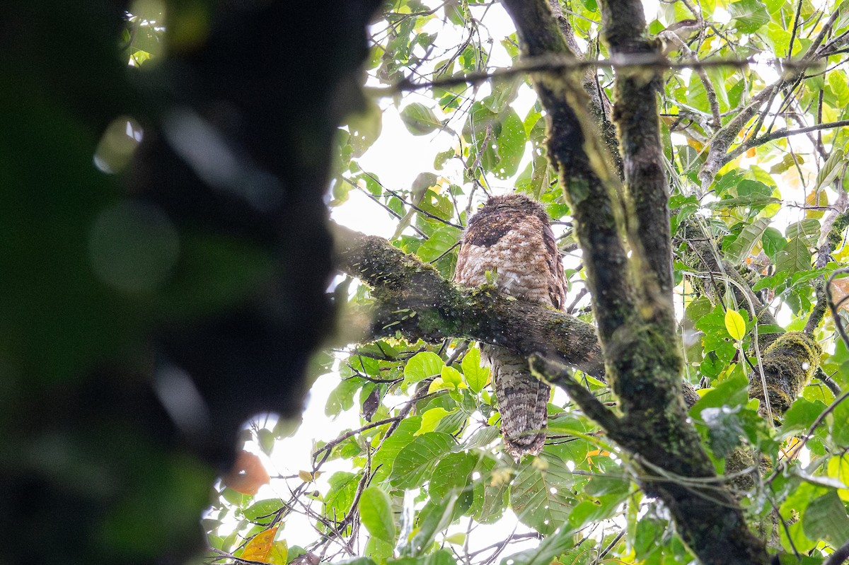 Great Potoo - Bruce Miller