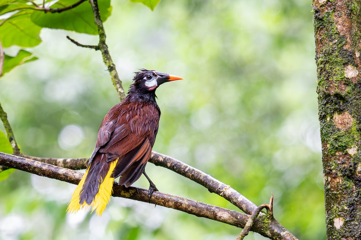 Montezuma Oropendola - ML623410647