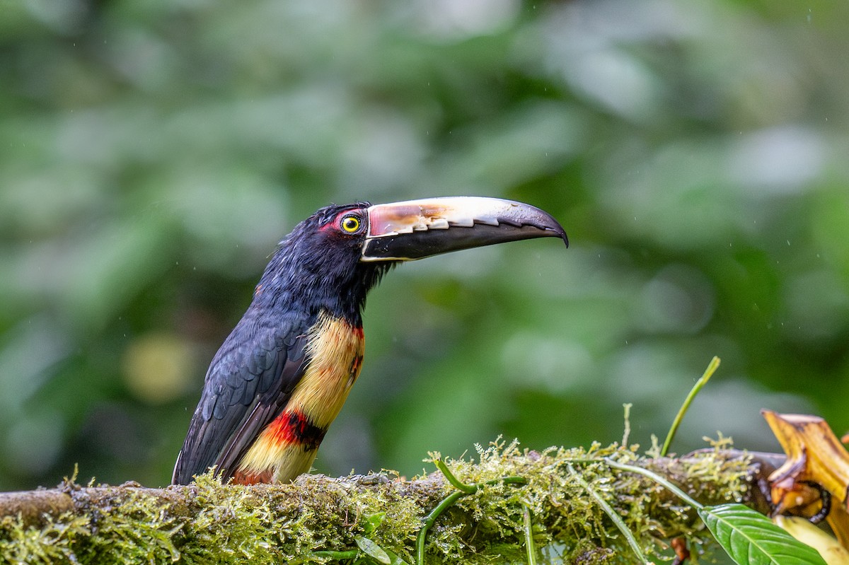 Collared Aracari - ML623410652