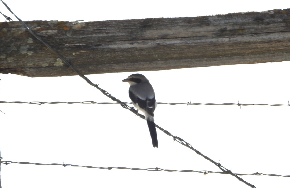 Loggerhead Shrike - Marsha Walling