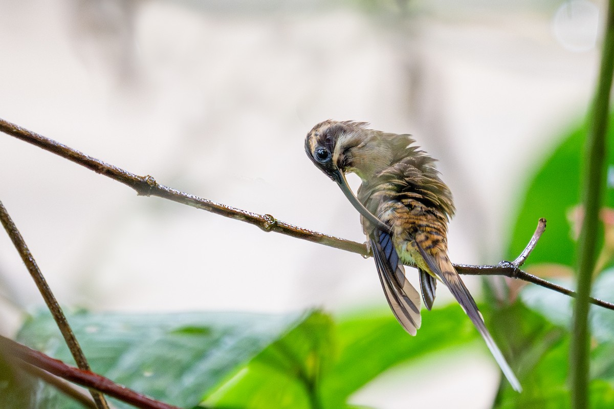 Long-billed Hermit - ML623410662