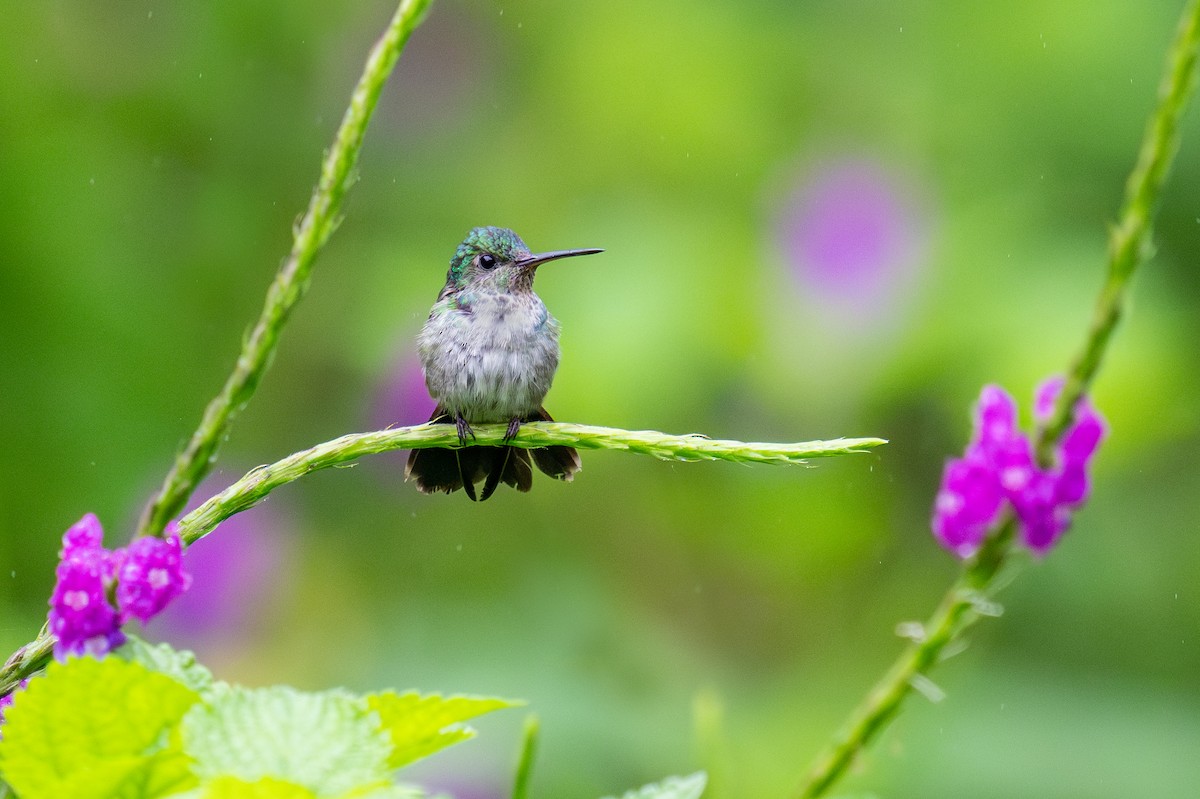 Violet-headed Hummingbird - ML623410670