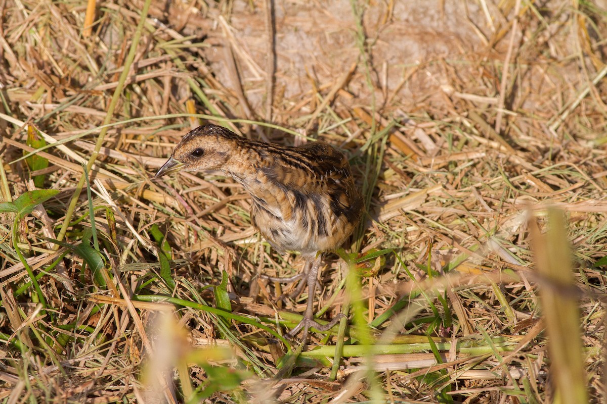 Yellow Rail - ML623410673