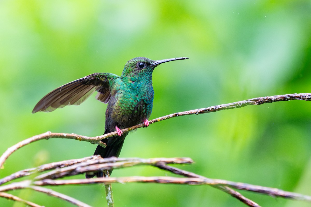 Bronze-tailed Plumeleteer - Bruce Miller