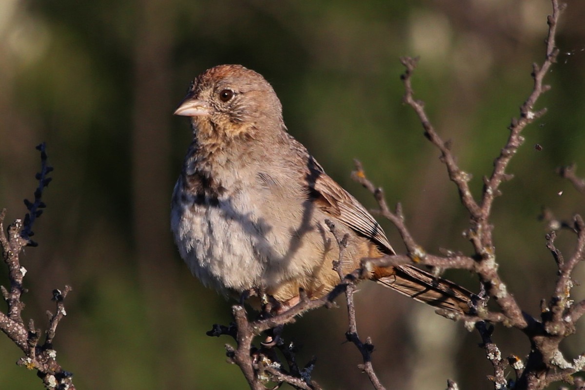 Canyon Towhee - ML623410851