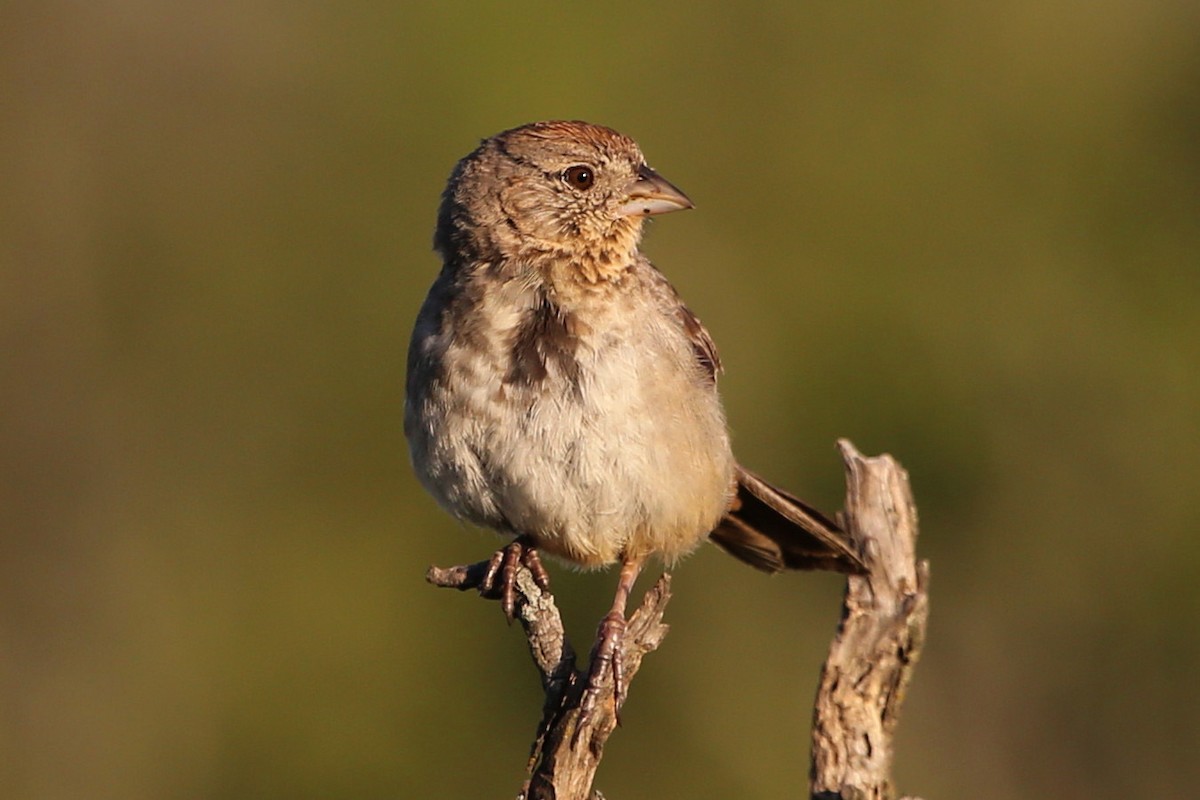 Canyon Towhee - ML623410852