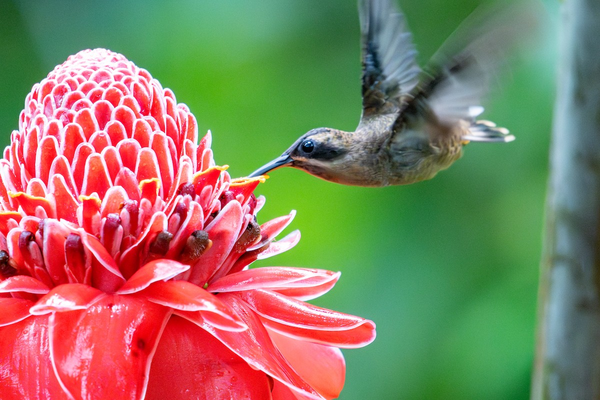 Long-billed Hermit - ML623410874