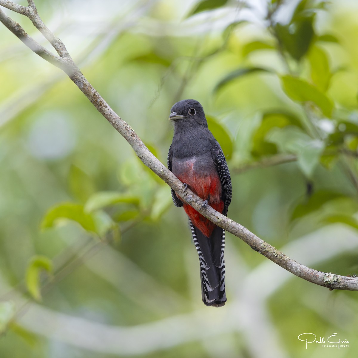 Trogon couroucou - ML623410884