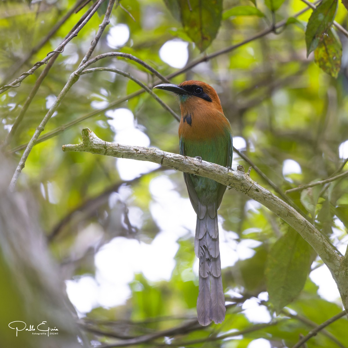 Motmot à bec large - ML623410898