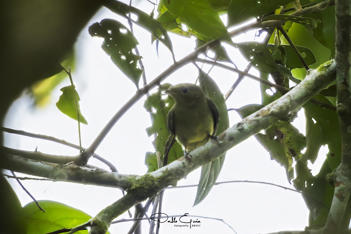 Manakin à tête d'or - ML623410904