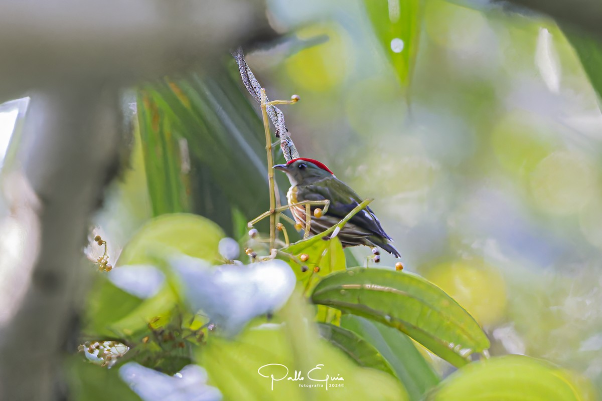 Painted Manakin - ML623410916
