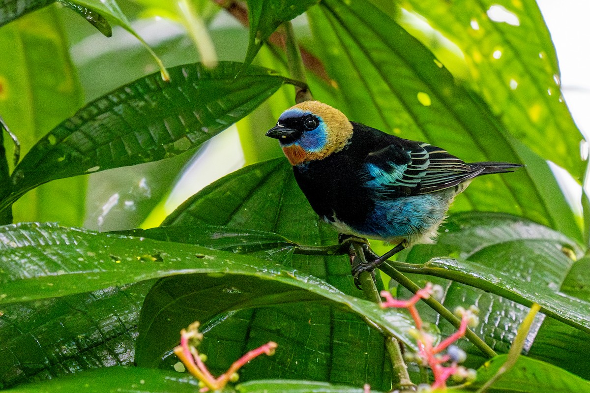 Golden-hooded Tanager - ML623410952