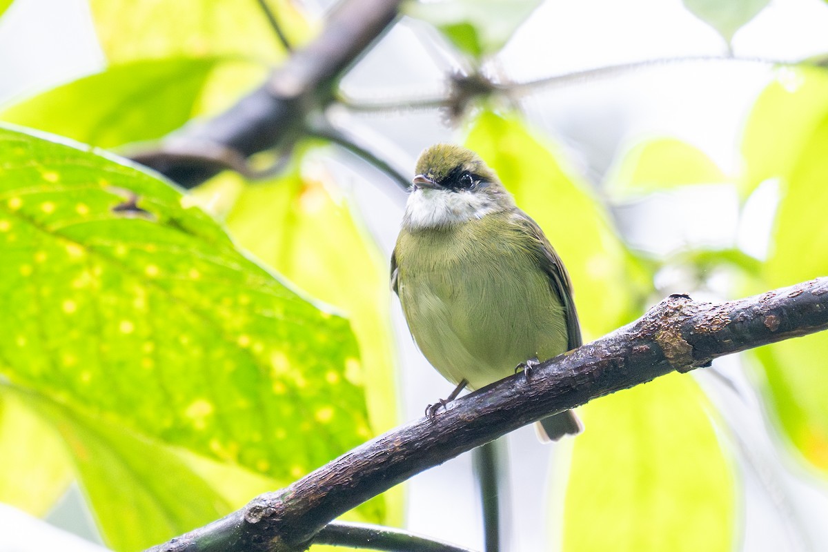 White-ruffed Manakin - ML623410958