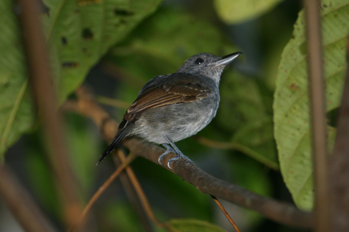 Mouse-colored Antshrike - ML623410965