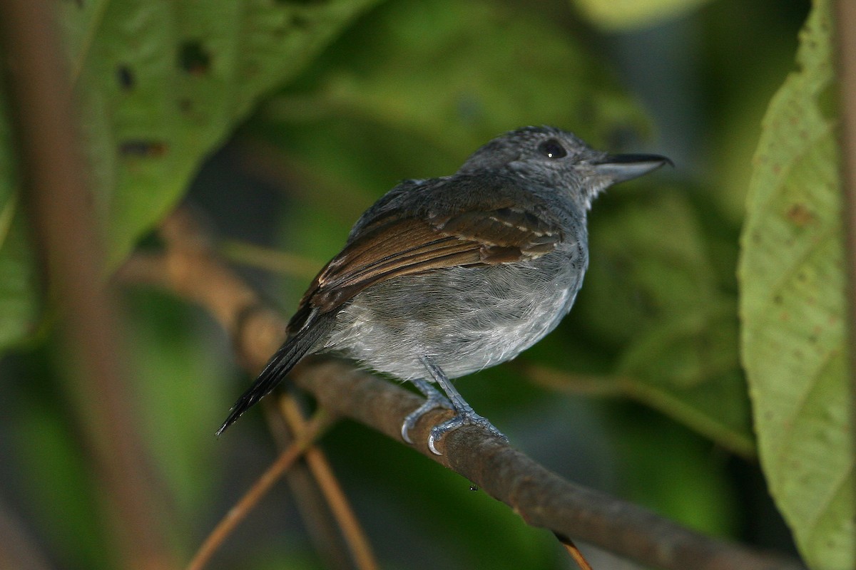 Mouse-colored Antshrike - ML623410966