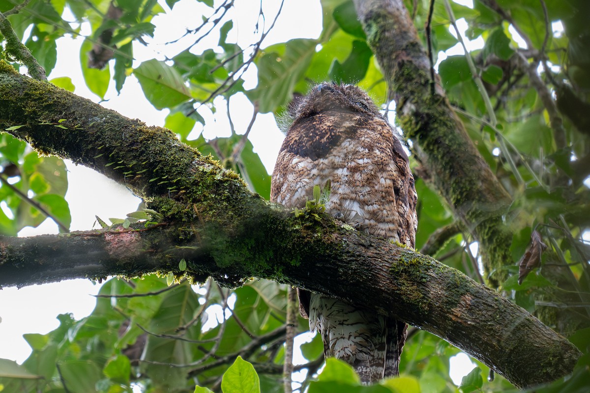 Great Potoo - ML623410973