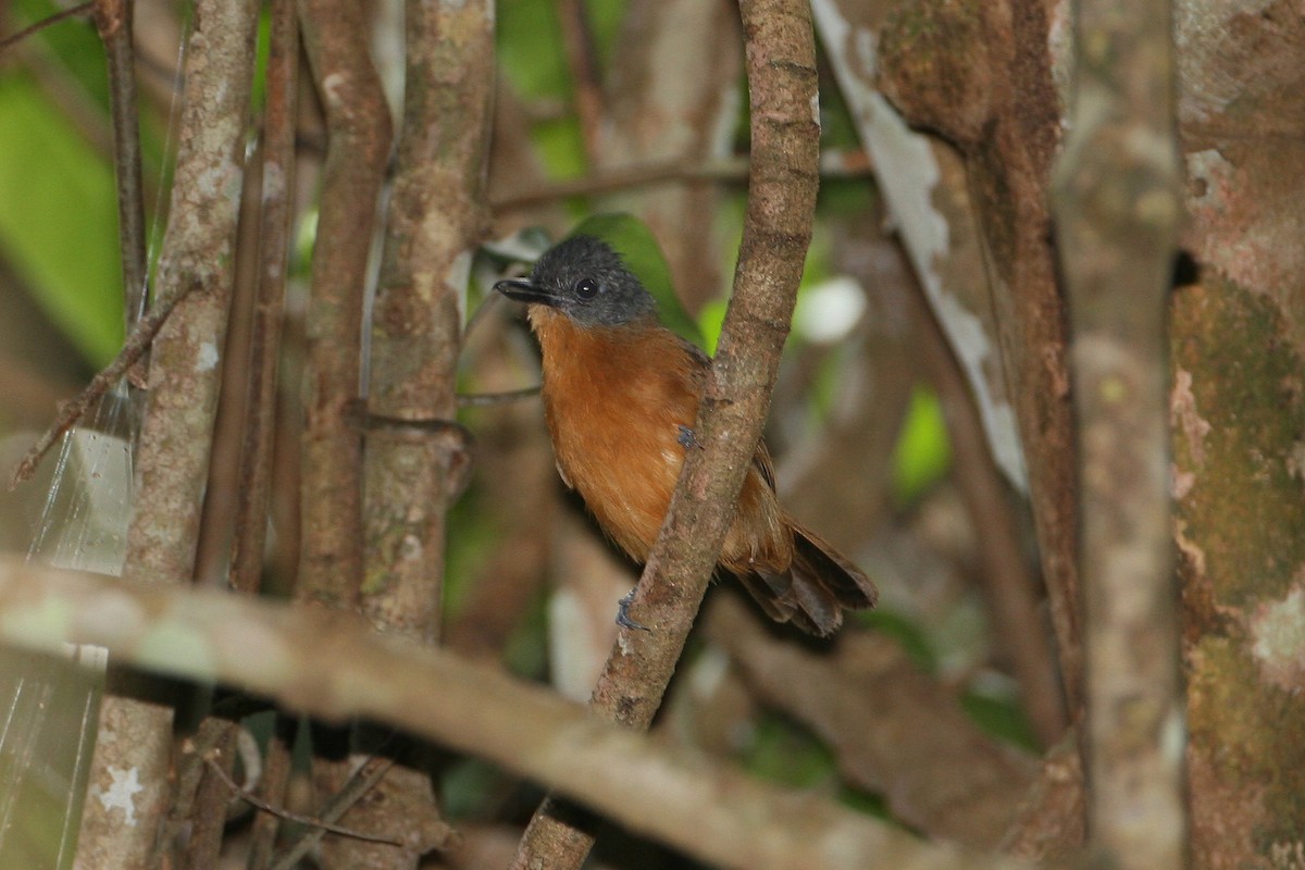 Blackish-gray Antshrike - ML623411004