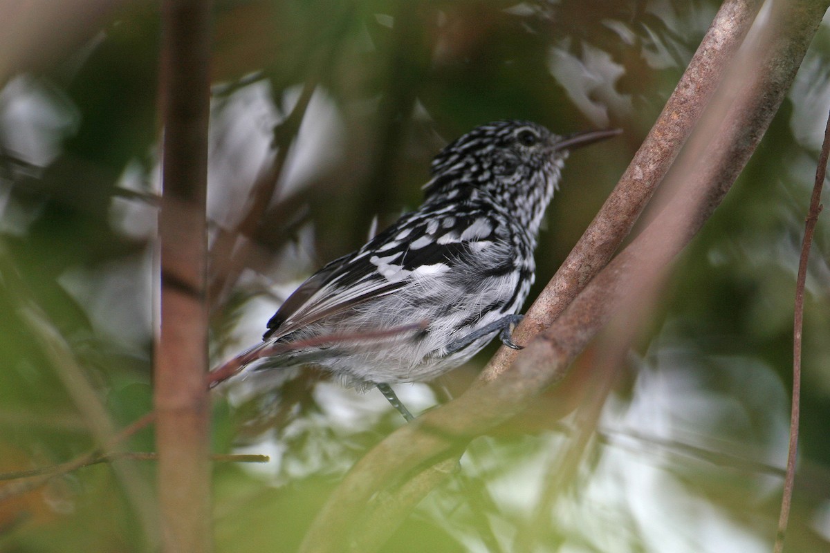 Cherrie's Antwren - ML623411036