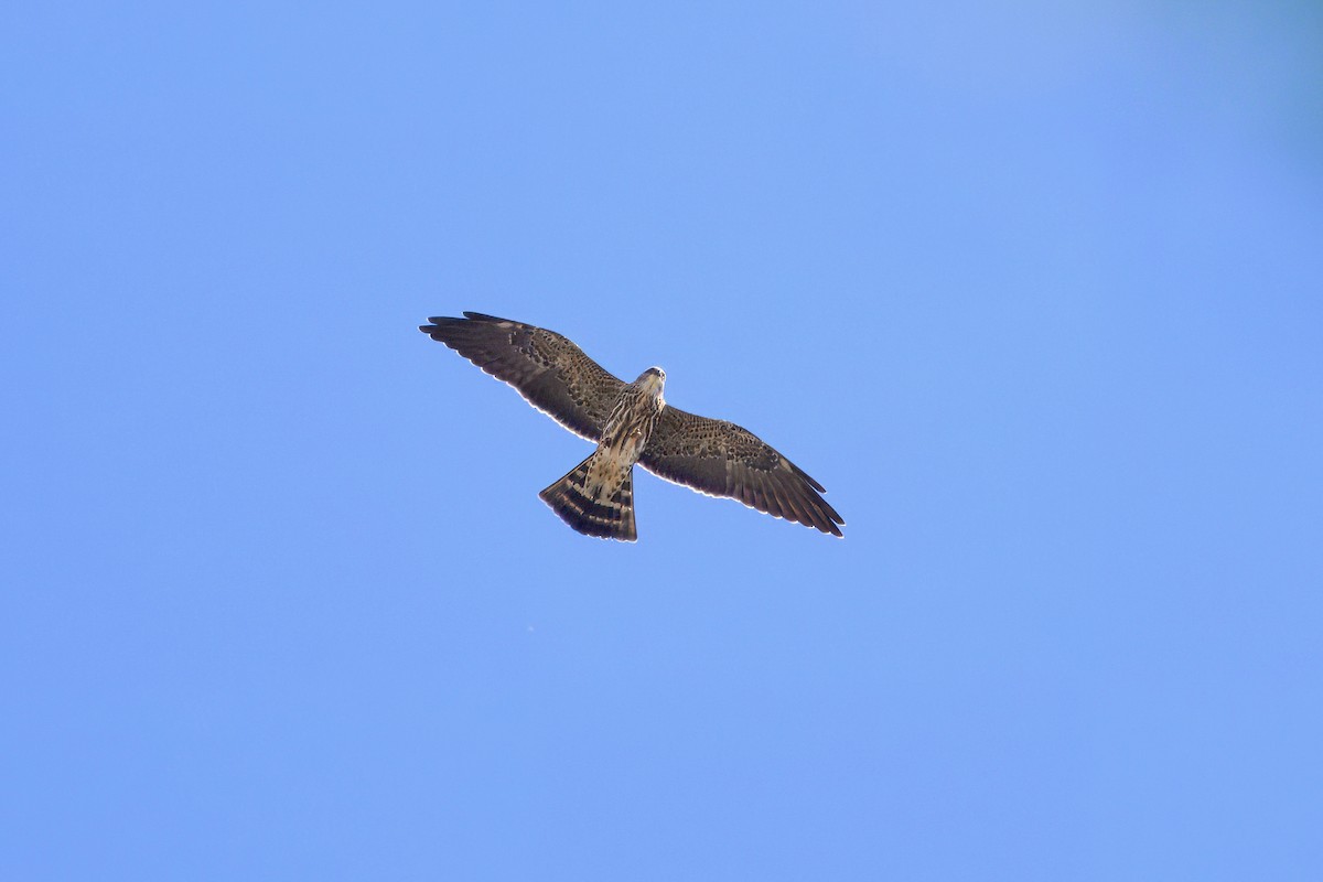 Mississippi Kite - ML623411042