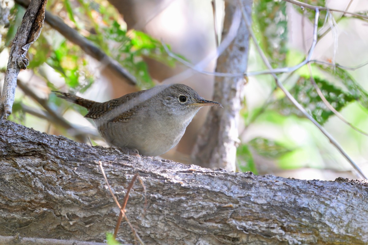 House Wren - Bill Schneider