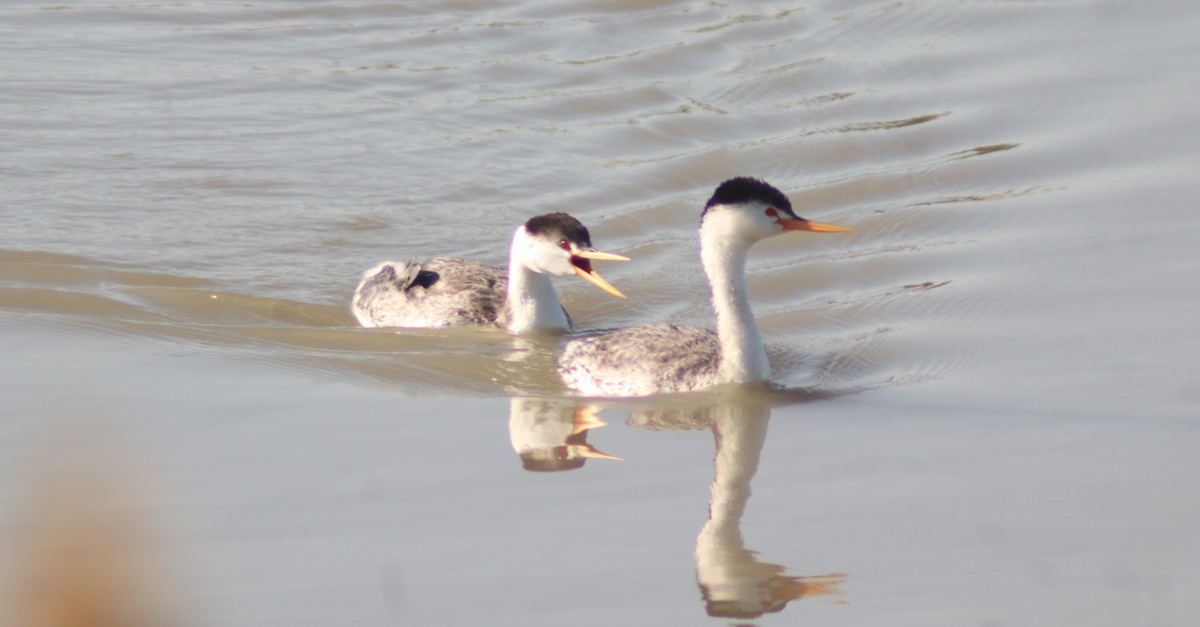 Clark's Grebe - ML623411051