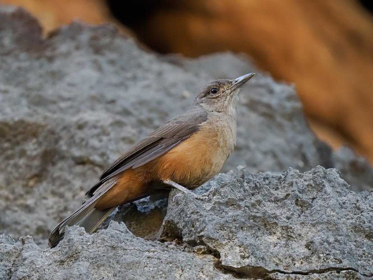 Sandstone Shrikethrush - Robert Berry