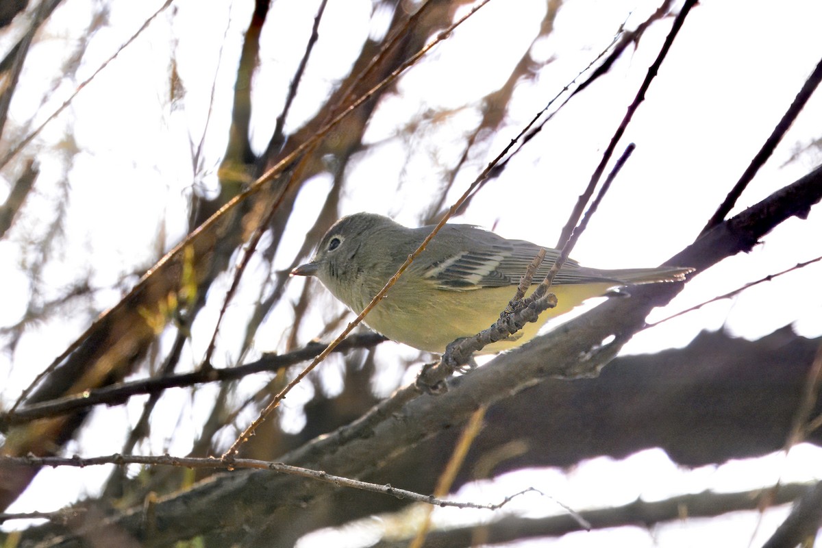 Cassin's Vireo - ML623411061