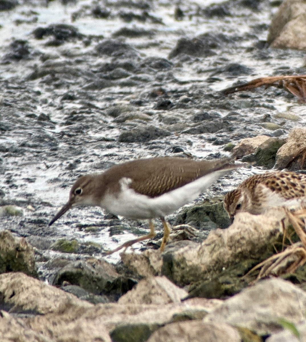 Spotted Sandpiper - Russell Taylor