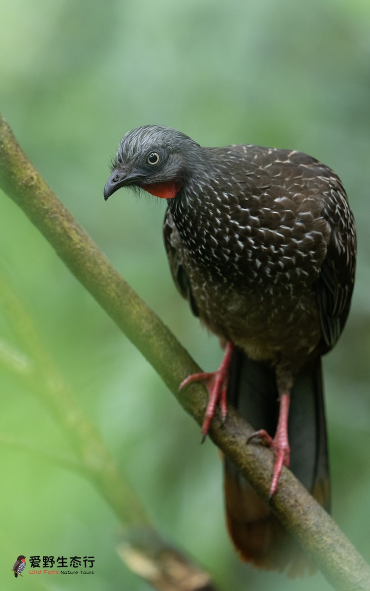 Band-tailed Guan - ML623411116