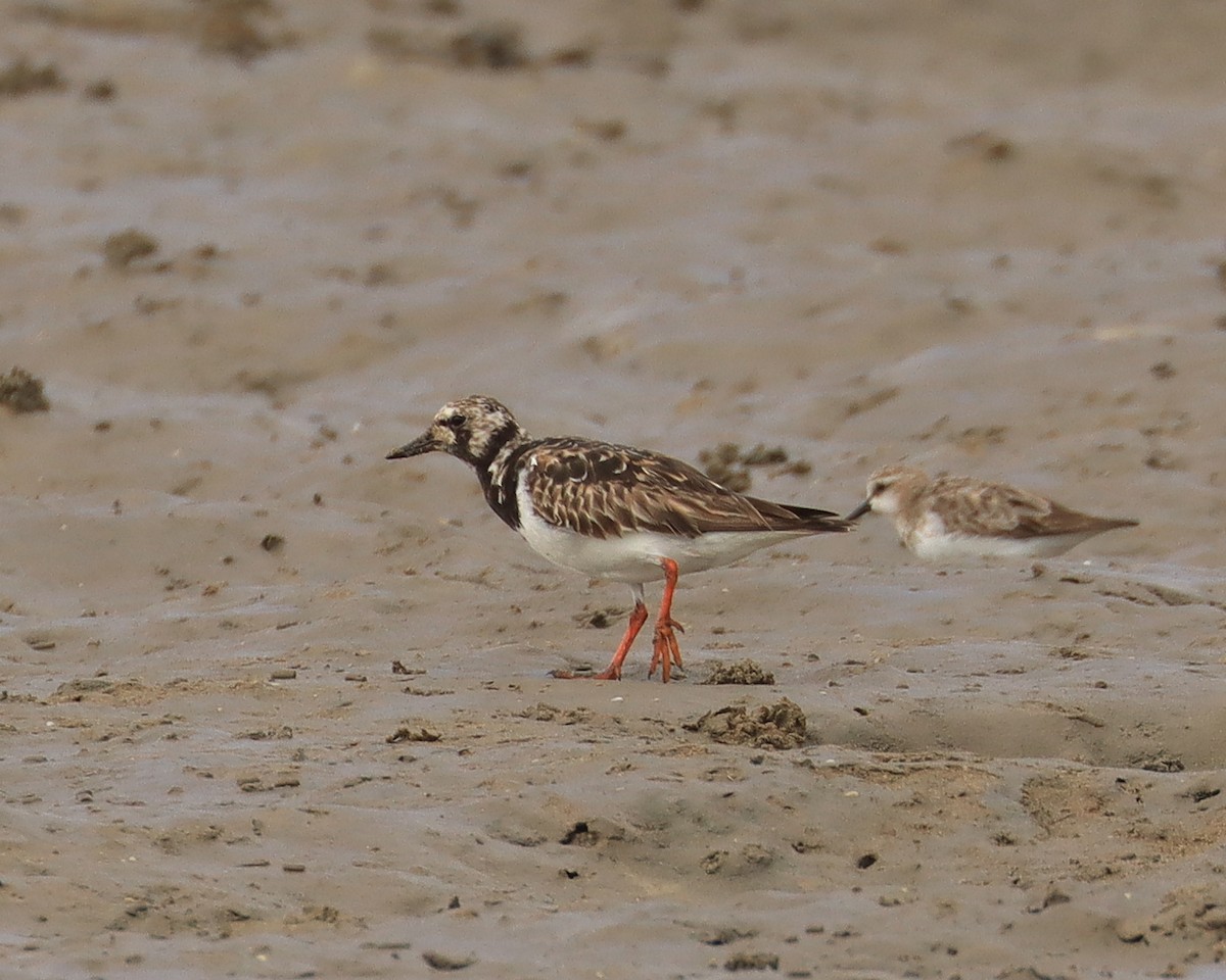 Ruddy Turnstone - ML623411128