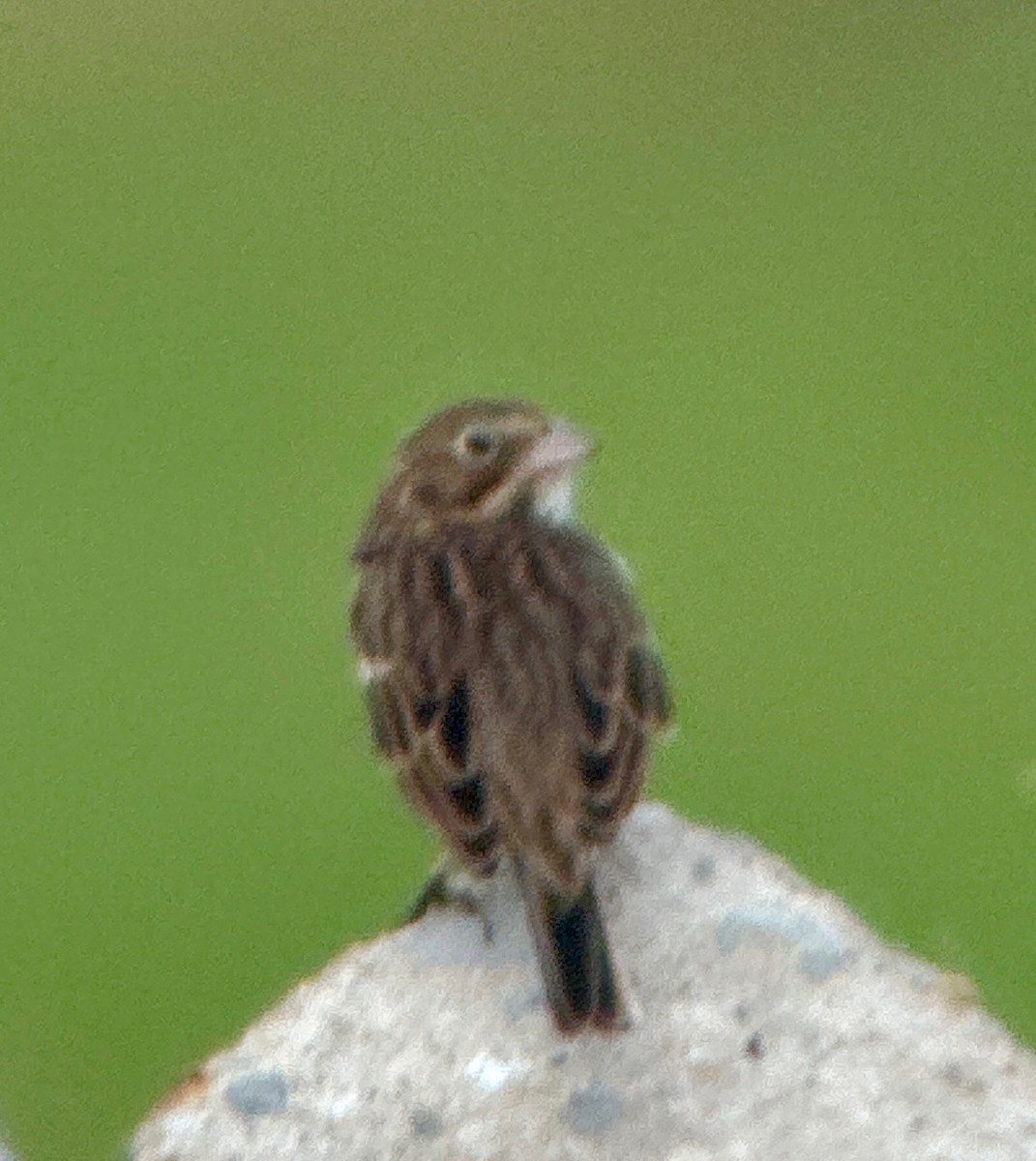 Vesper Sparrow - ML623411157