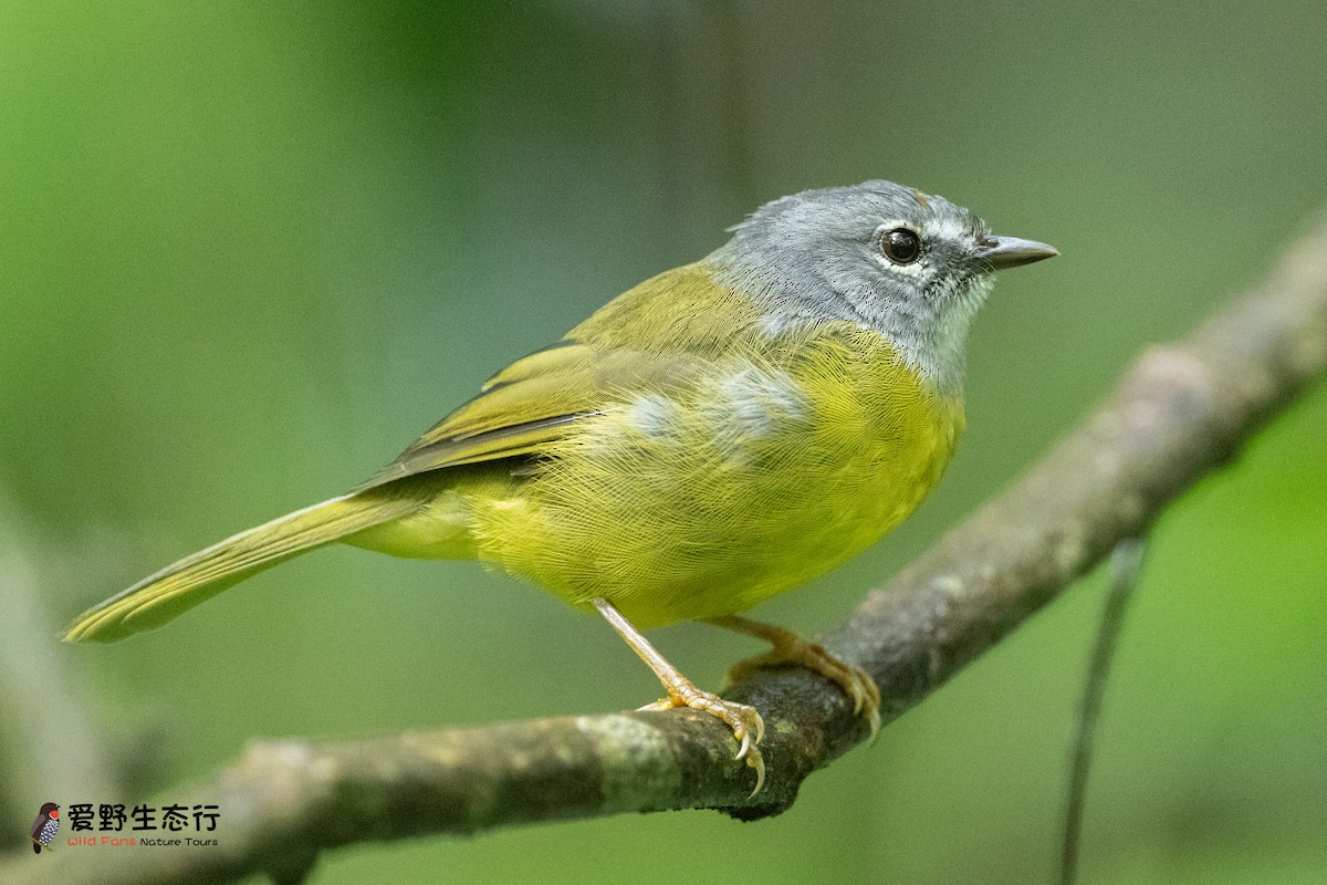 White-lored Warbler - ML623411173