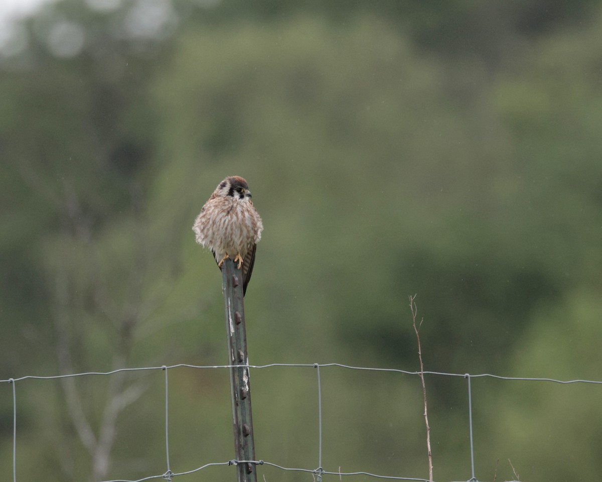 American Kestrel (Northern) - ML623411201