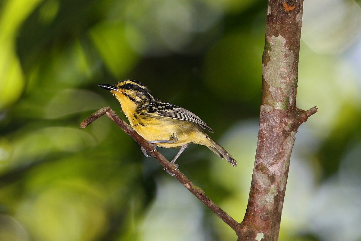 Yellow-browed Antbird - ML623411204