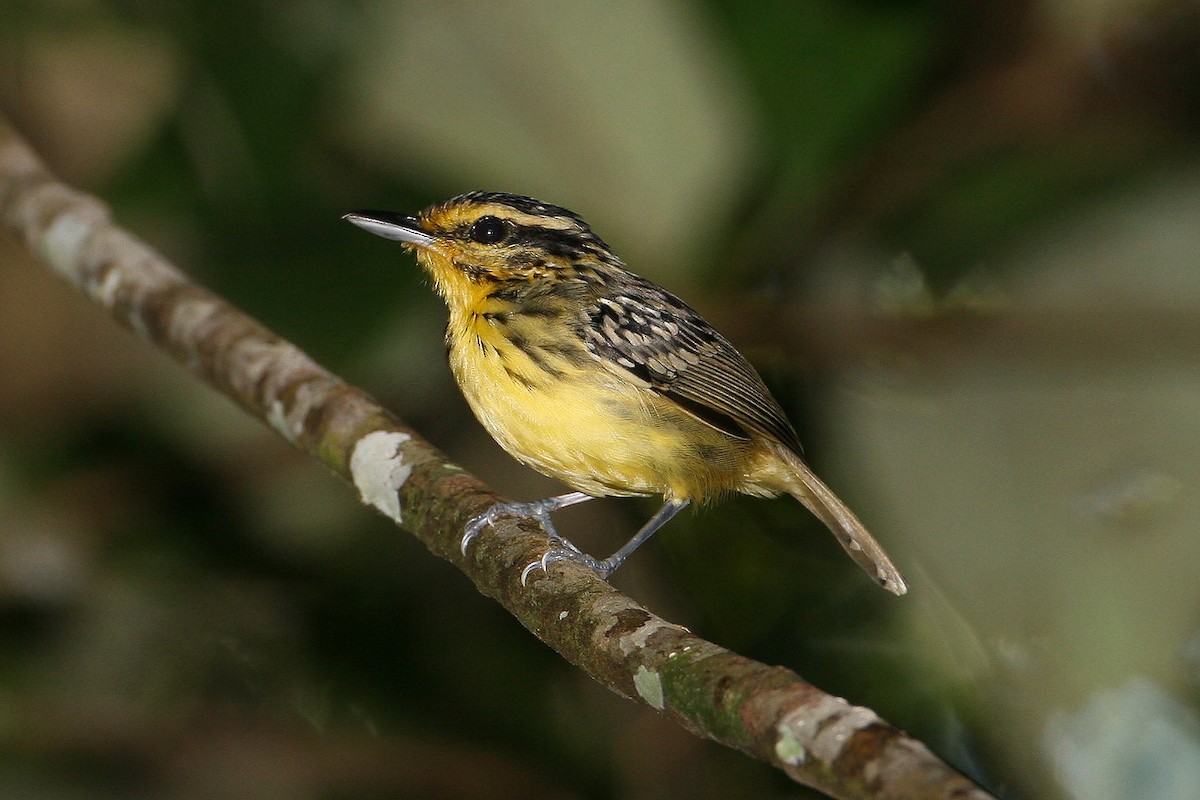 Yellow-browed Antbird - ML623411206