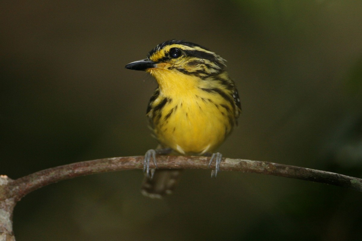 Yellow-browed Antbird - ML623411207