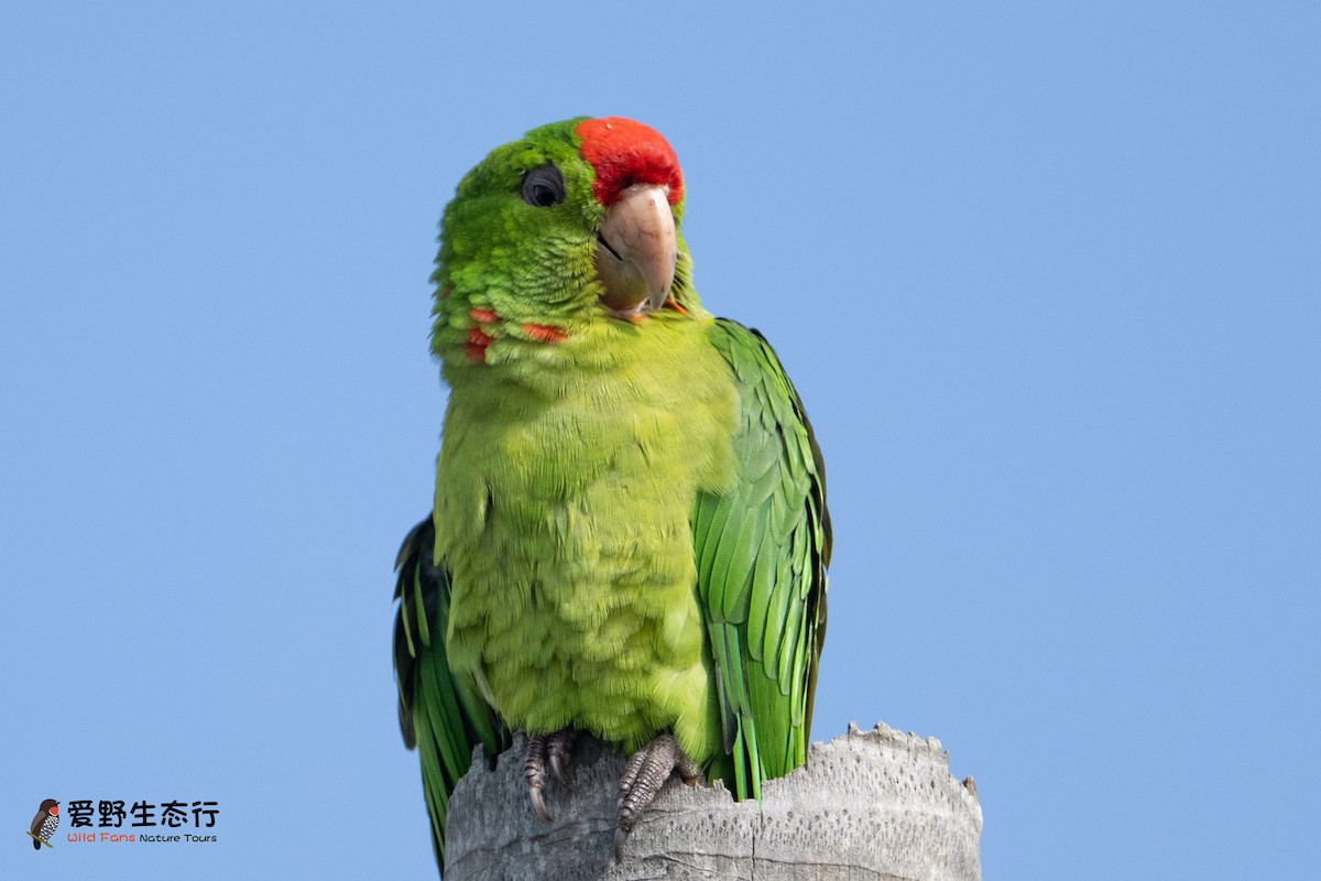 Scarlet-fronted Parakeet - ML623411212