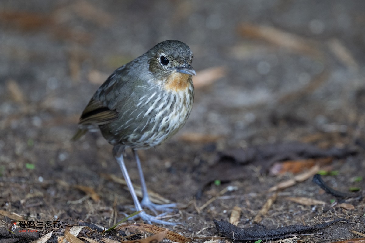 Santa Marta Antpitta - ML623411217