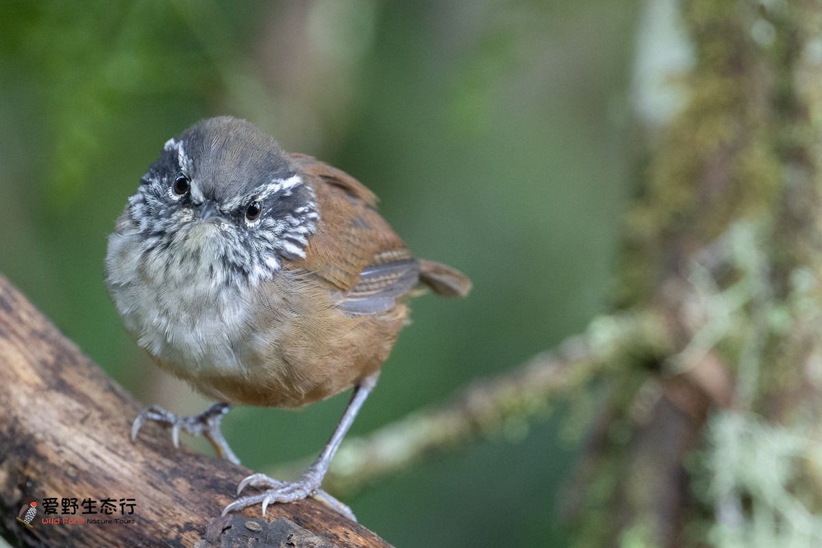 Hermit Wood-Wren - Shigui Huang