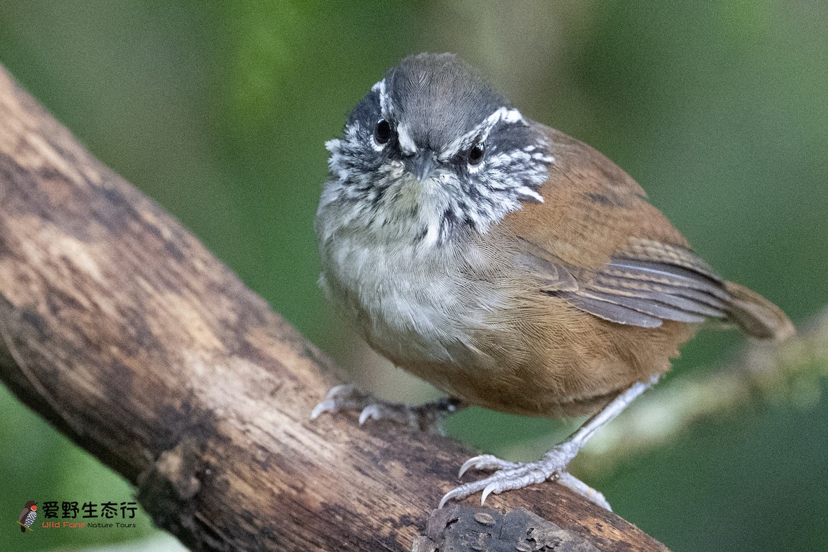 Hermit Wood-Wren - ML623411224