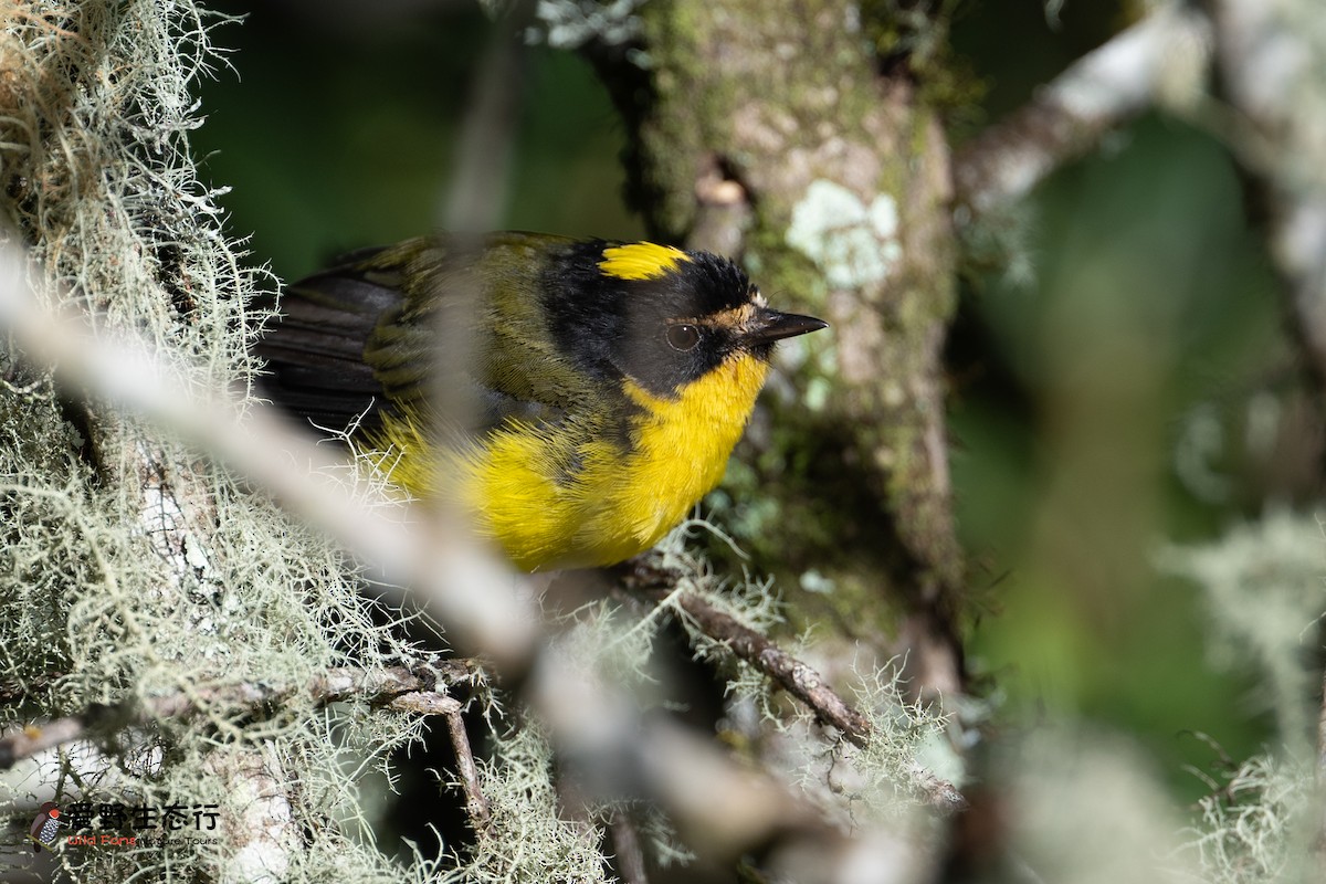 Yellow-crowned Redstart - ML623411234