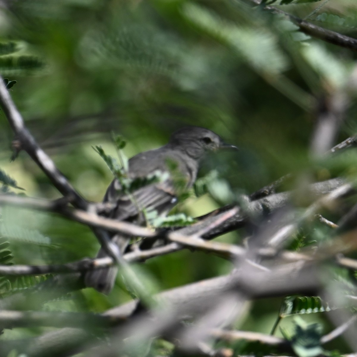 Northern Beardless-Tyrannulet - ML623411241