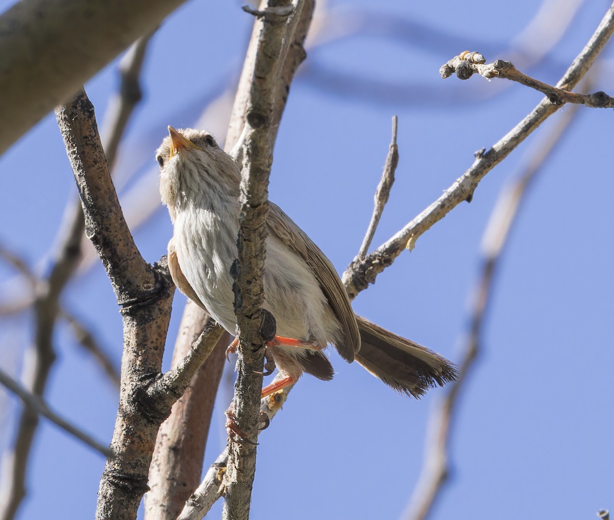 Scrub Warbler - ML623411255