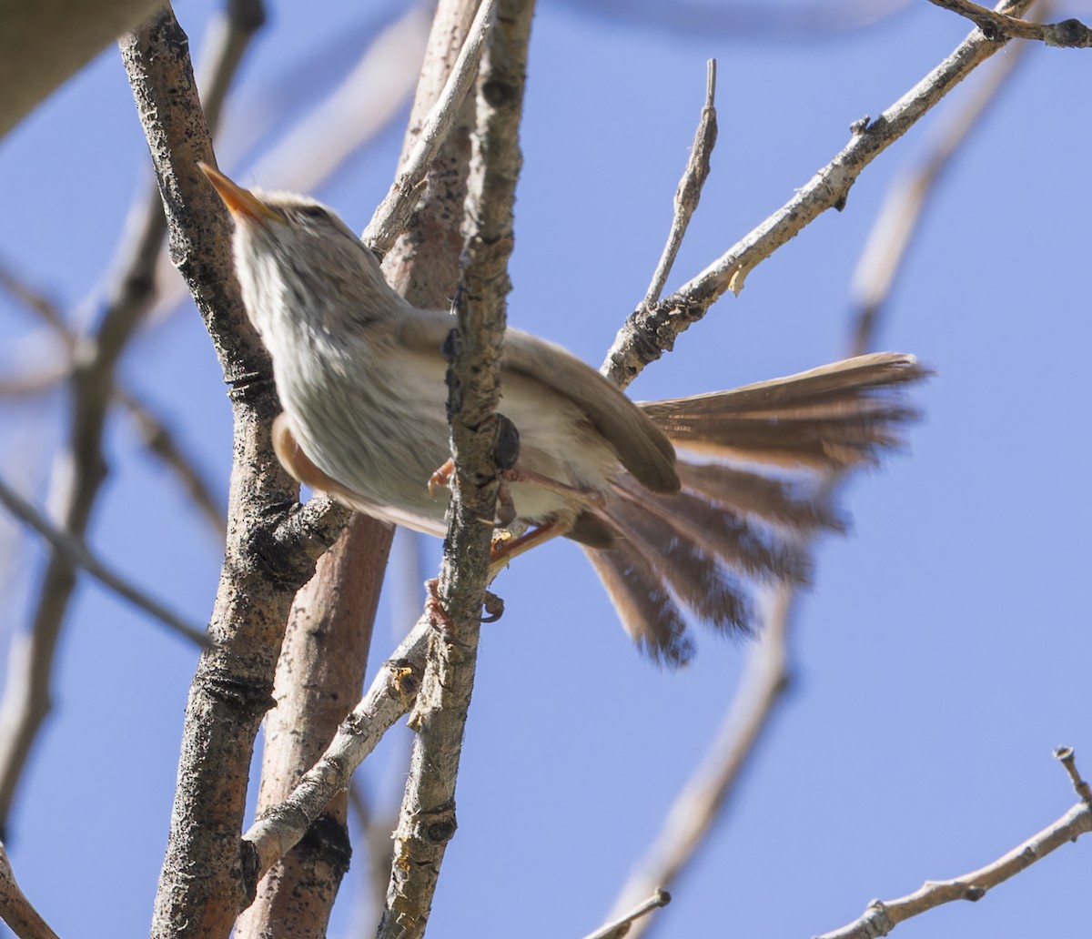 Scrub Warbler - ML623411256