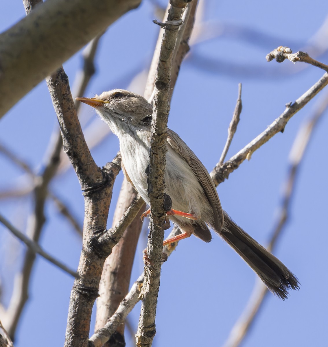 Scrub Warbler - ML623411257