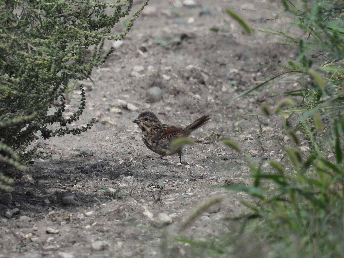 Song Sparrow - ML623411367