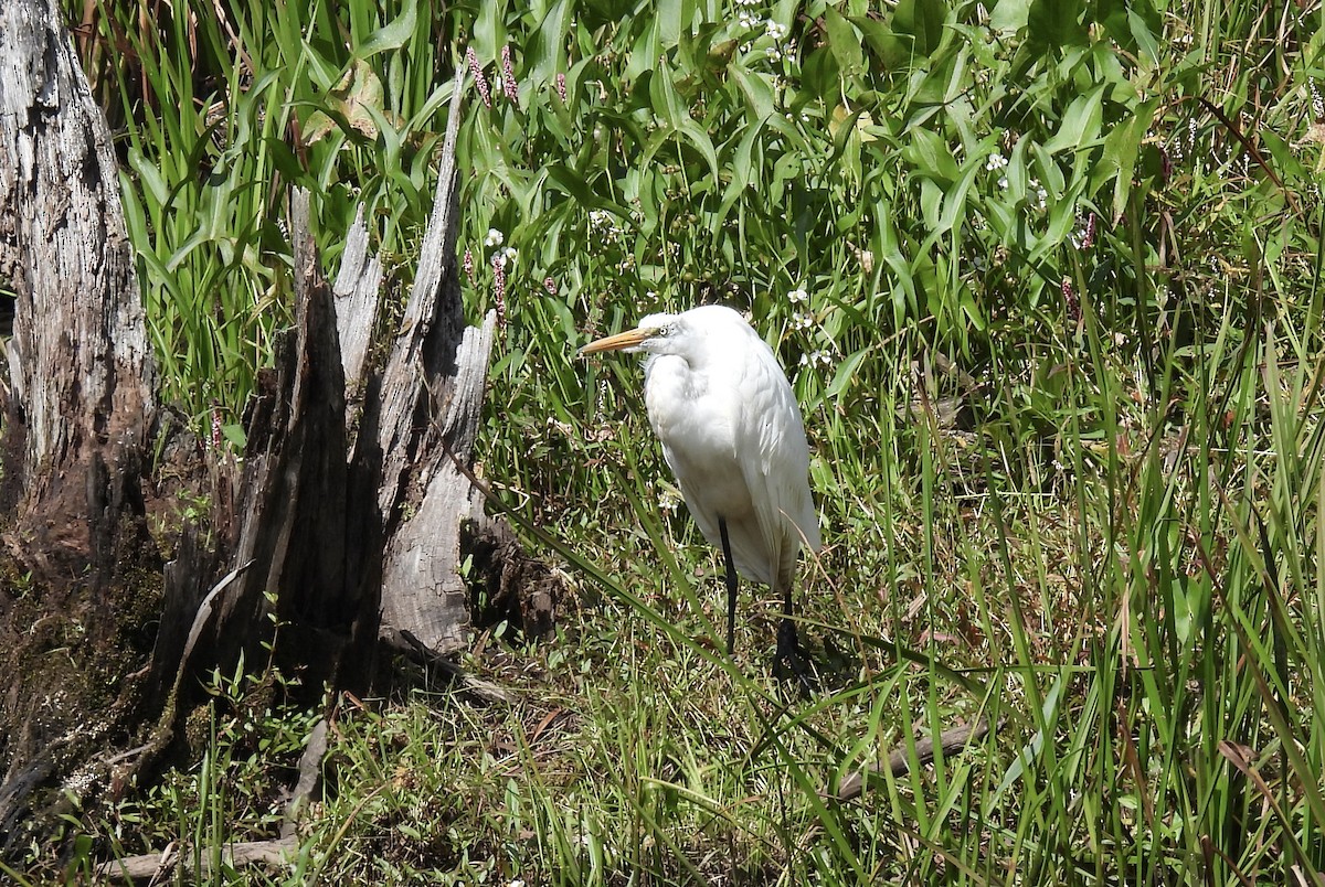 Grande Aigrette - ML623411481